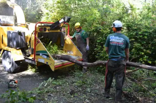 tree services Orchidlands Estates